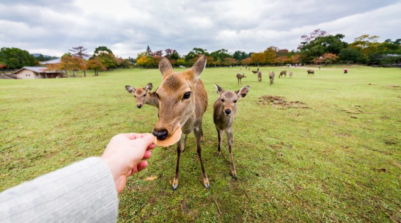 Serf sacré du park de Nara